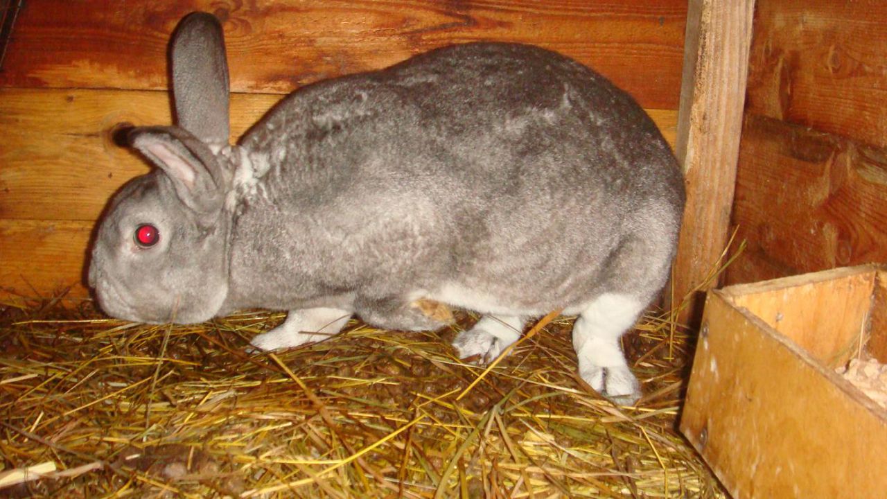 Глисти у кроликів: лікування самостійно, огляд препаратів