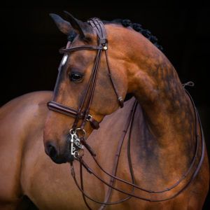 Вуздечка для коня: види, складові, будова