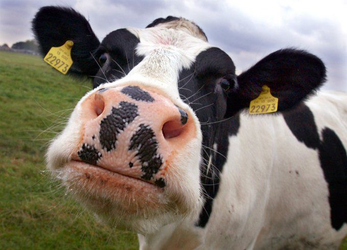 Холмогорская порода великої рогатої худоби: рентабельність і продуктивність