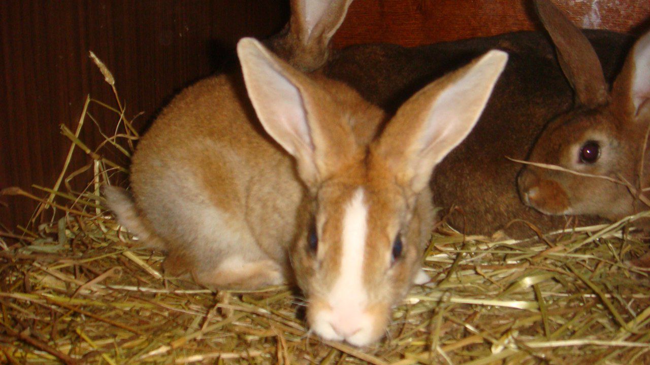 Яким зерном годувати кроликів особливості правильного раціону
