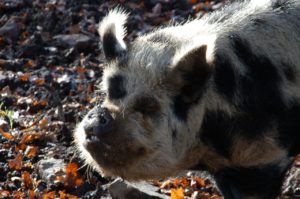 Кнур і борів різниця, особливості кастрації свиней