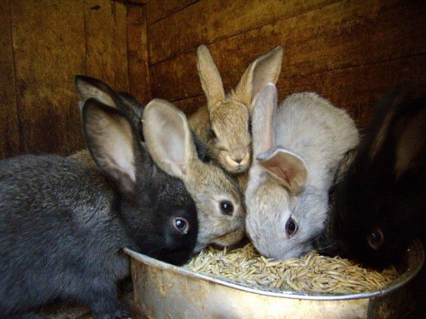 Яким зерном годувати кроликів особливості правильного раціону