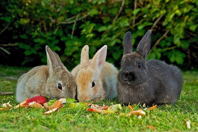 Чим можна годувати кроликів рекомендації, раціон, продукти
