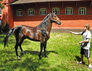 Кабардинская порода коней: опис породи, догляд та утримання