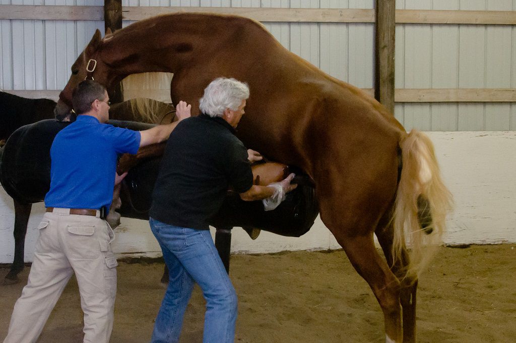 Штучне осіменіння кобил методи взяття сперми у коня