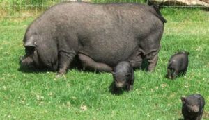 Чорна свиня характеристика породи, особливості змісту