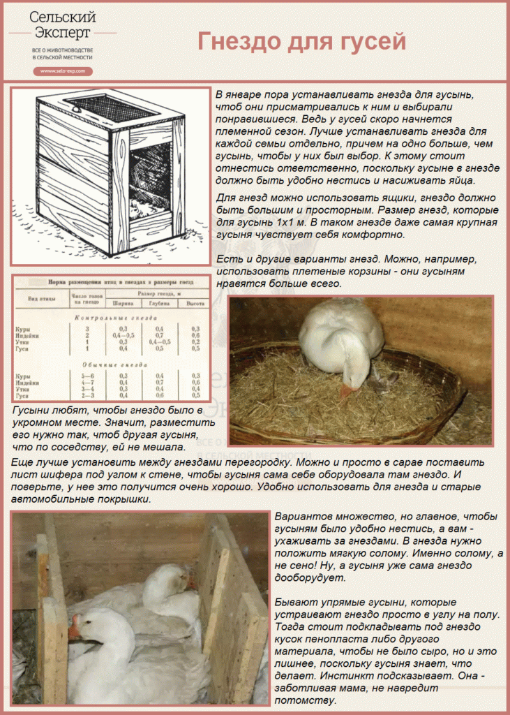 Холмогорський гуси: характер породи, утримання в домашніх умовах