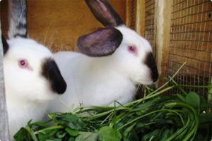 Каліфорнійський кролик: опис породи, зміст, характеристика