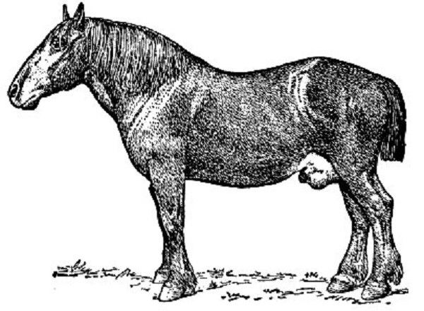 Болезнь лошадей 3. Случная болезнь лошадей (Дурина). Случная болезнь лошадей Кыргызстана. Случная болезнь Жеребцов.