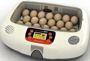 Автоматичні інкубатори для гусячих яєць: як вибрати і зробити