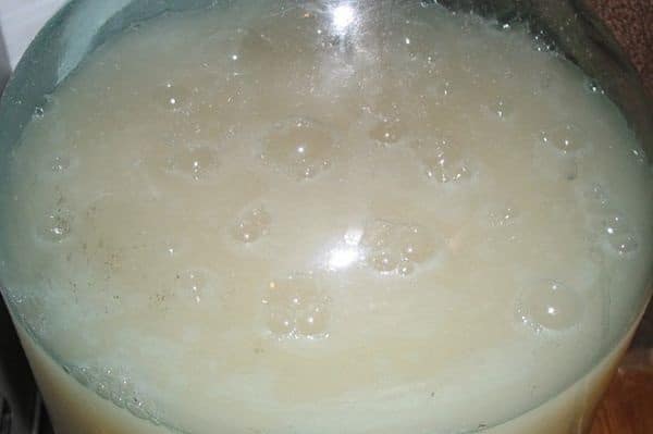 Брага на молоці: рецепти та особливості приготування