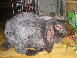 Причини і лікування здуття живота у кроликів симптоми, лікування