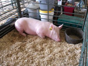 Російська Велика біла порода свиней: характеристика, фото і зовнішній вигляд