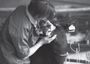 Актіномікоз великої рогатої худоби: як діагностувати і лікувати