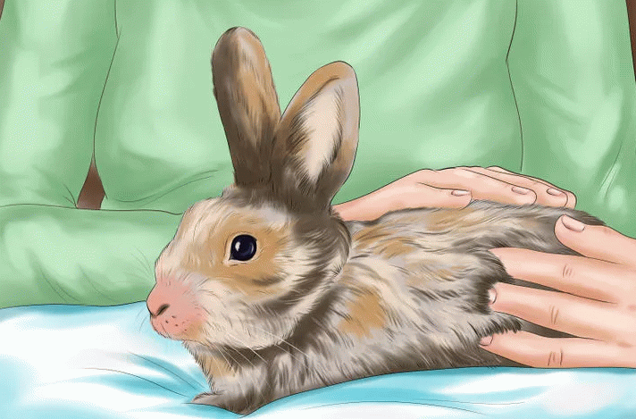 Для кроликів гамавіт: як застосовувати, дозування і курс