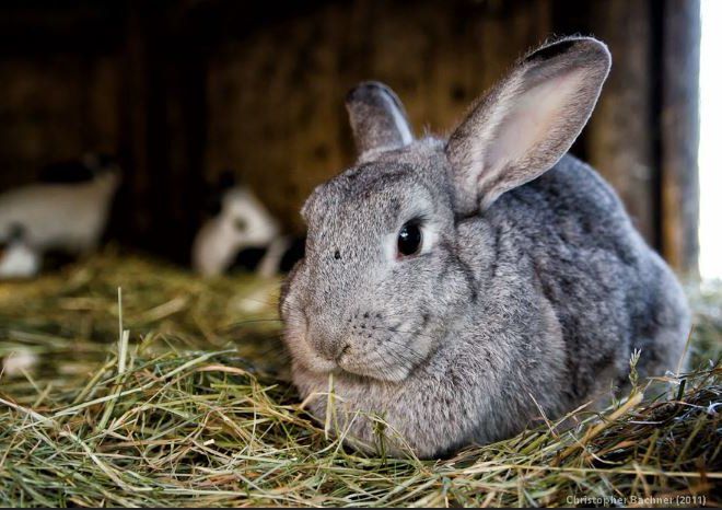 Лисий кролик облисіння кроликів, причини облисіння