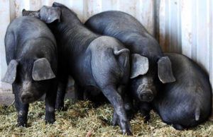 Чорна свиня характеристика породи, особливості змісту