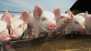 Годування свиней: принципи, технології та заборонені продукти
