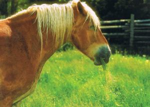 Голландська теплокровная кінь: особливості породи, утримання та догляд