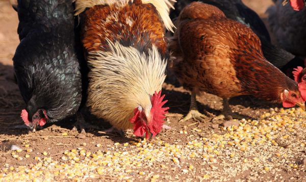 Як розмножуються птиці на фермі: спарювання і висиджування яєць