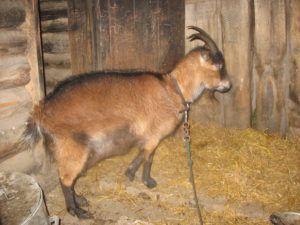 Окіт кози: визначення тільності, догляд і годування перед окотом