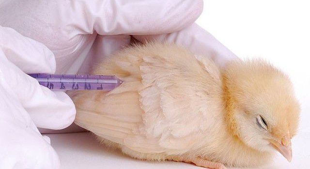 Інфекційний ларинготрахеїт птахів: симптоми, лікування, діагностика