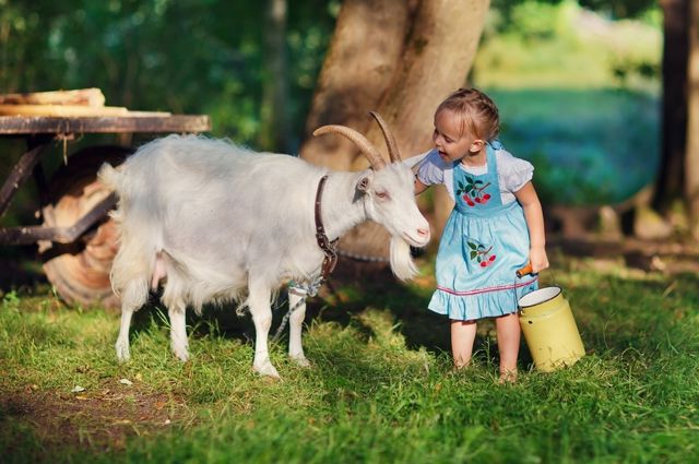 Як підвищити удій молока у кози поради фермерам