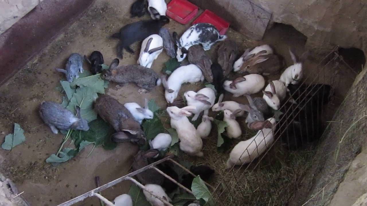 Кроляча ферма як почати бізнес по розведенню кроликів?