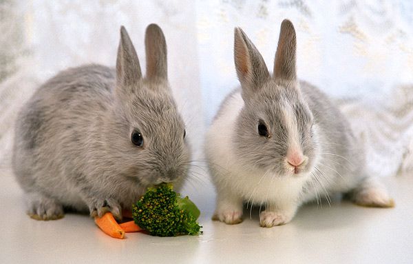 Байкокс для кроликів інструкція по застосуванню і опис ліки