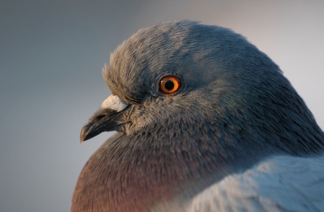 Як розмножуються голуби особливості процесу спарювання