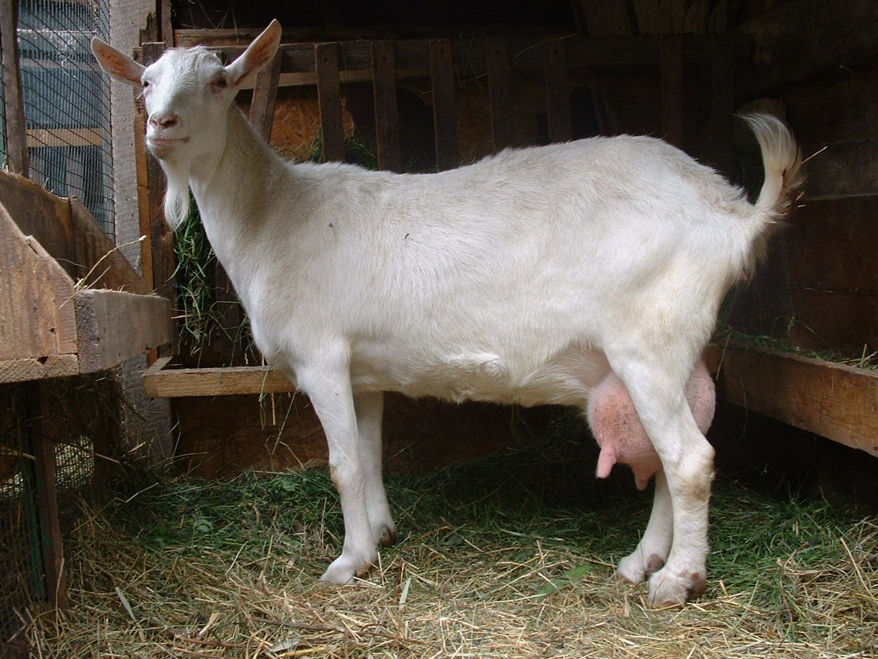 Зааненські кози опис породи та утримання кіз