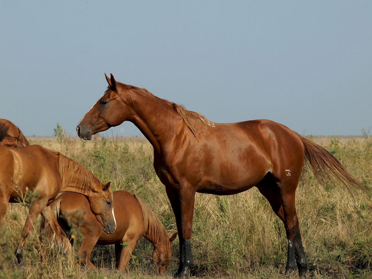 Буденновская кінь історія породи, екстерєр, особливості характеру, переваги