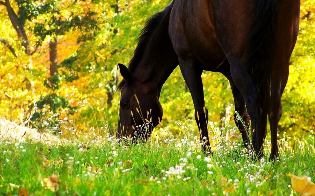 Що їдять коні складаємо правильний раціон