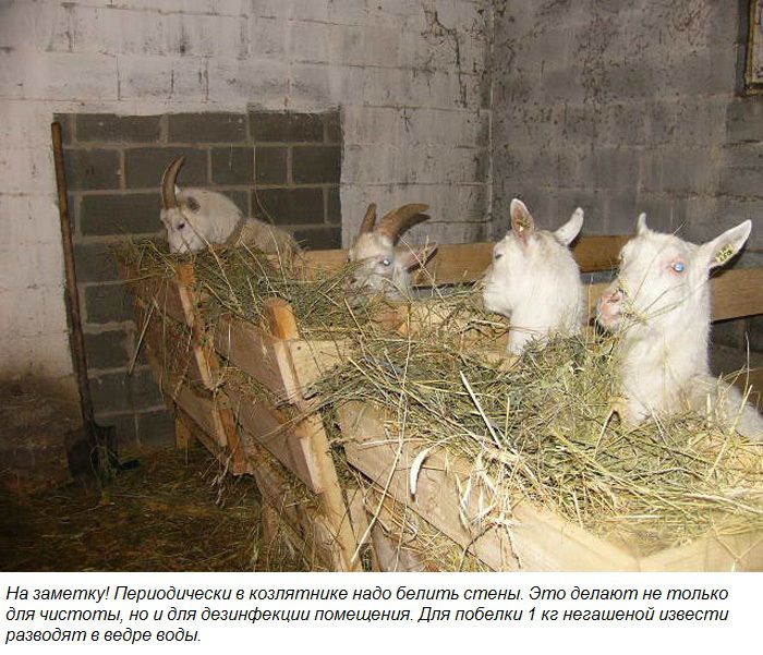 Ангорська коза опис породи, продуктивність, розведення