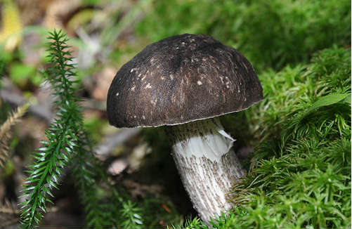 Підберезник, фото і опис видів, як виглядає гриб
