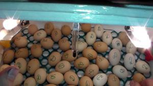 Інкубація бройлерних яєць в домашніх умовах