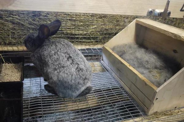 Новонароджені кролики: догляд, розвиток і відсадження з гнізда