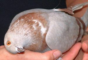 Нифулин форте для голубів: інструкція по застосуванню