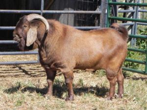 Нубийские кози: опис породи,утримання та догляд