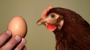 Чому кури несуть дрібні яйця? Причини і методи решеия