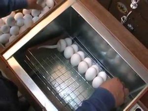 Інкубатор для яєць Бліц 48 відгук, переваги і недоліки