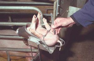 Кнур і борів різниця, особливості кастрації свиней