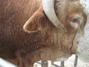 Безпривязне утримання великої рогатої худоби особливості, зміст на підстилці, цех молочного виробництва