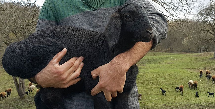 Эдильбаевская порода овець: опис, правил утримання, розведення