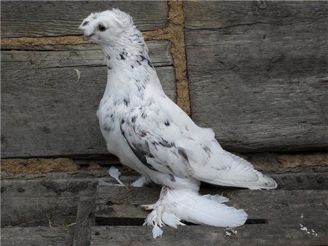 Узбецькі голуби види голубів, екстерєр, особливості розведення