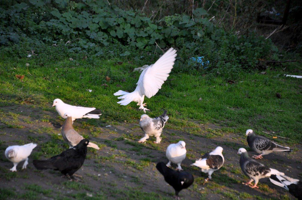 Голуби такла: зміст, раціон, особливості бойных голубів