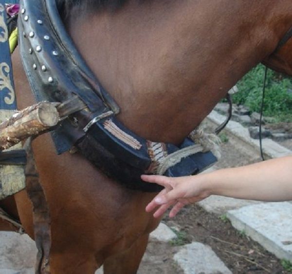 Хомут для коня: призначення, пристрій, запряжці коні своїми руками