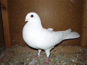 Бакинські голуби опис, характеристики, різновиди, тренування, років і гра