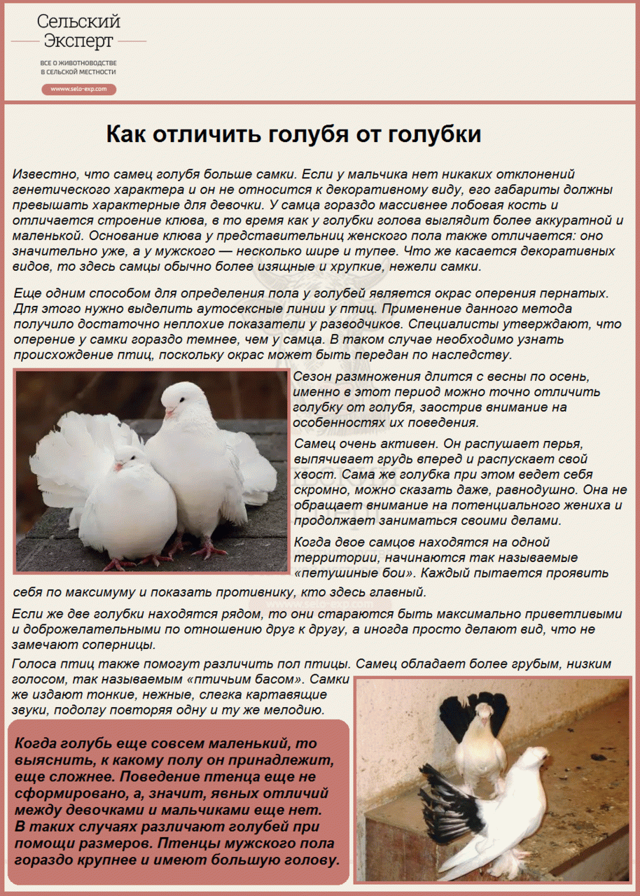 Домашні голуби: види, правила утримання і розведення