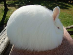 Ангорський кролик історія походження, опис, розведення, догляд, годування, плюси і мінуси